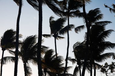 arka plan olarak Olinda yerin güzel manzara