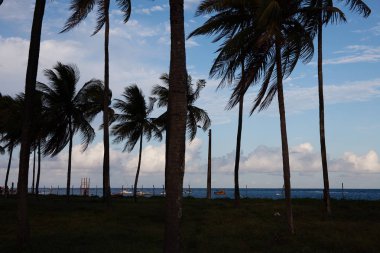 güzel Porto de Galinhas doğal görünümü