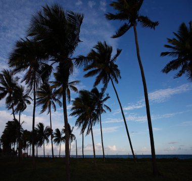 güzel Porto de Galinhas doğal görünümü