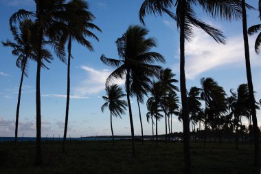 güzel Porto de Galinhas doğal görünümü