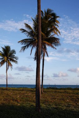 güzel Porto de Galinhas doğal görünümü