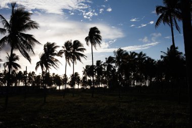 güzel Porto de Galinhas doğal görünümü