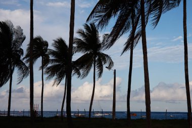 güzel Porto de Galinhas doğal görünümü