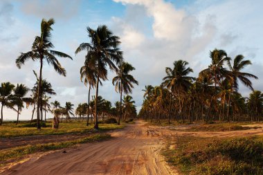 güzel Porto de Galinhas doğal görünümü