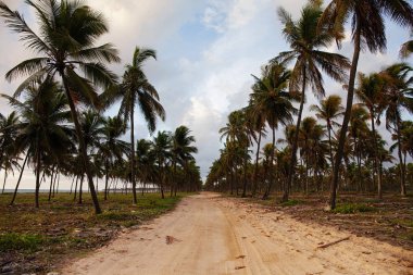 güzel Porto de Galinhas doğal görünümü