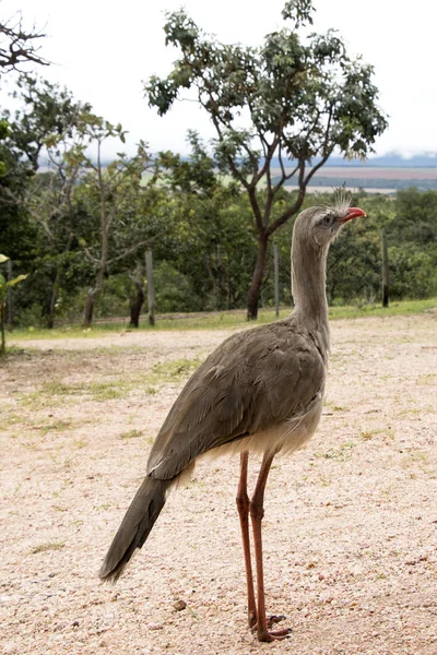 Vue Rapprochée Bel Oiseau Sauvage — Photo