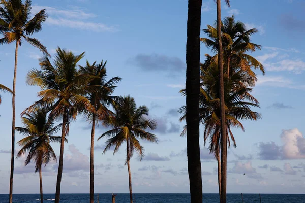 Increíble Vista Porto Galinha Puerto Pollos Palmeras Estado Pernambuco Área —  Fotos de Stock