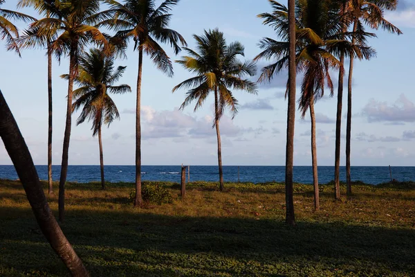 Amazing View Porto Galinha Chickens Port Palm Trees Pernambuco State — Stock Photo, Image