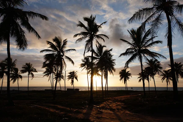 Amazing view of Porto de Galinha (Chickens Port) Beach in Pernambuco State, Northeast area of Brazil. Beautiful sunny day, blue sky, palm trees and country road