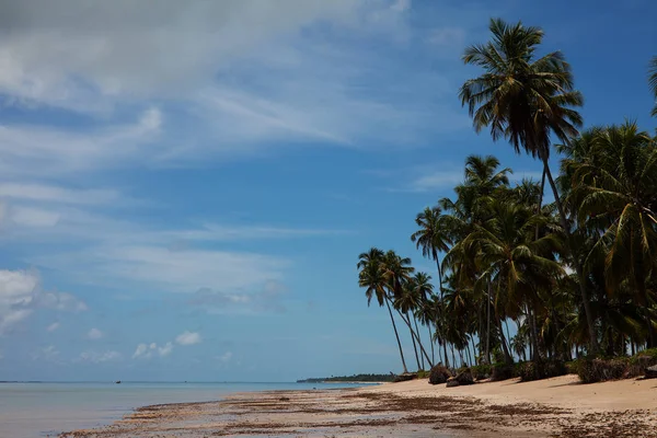 Тамандаре Пернамбуко Базил Января 2019 Года Мбаппе Вид Пляж Карнейрос — стоковое фото