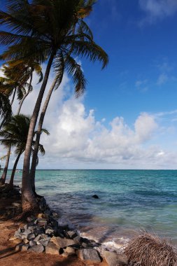 Maragogi, Alagoas State, Brezilya adlı güzel bir yer. Xareu (praia do xareu) adlı bir plaj. Fantastik manzara, berrak su ile büyük plaj. Suya yakın inanılmaz palmiye ağaçları