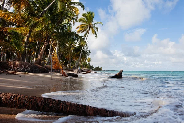 Beautiful Place Called Maragogi Alagoas State Brazil Beach Called Xareu — Stock Photo, Image