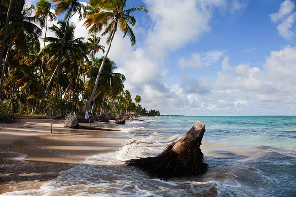 Maragogi, Alagoas Eyaleti, Brezilya adında güzel bir yer. Xareu (praia do xareu) adlı bir plaj. Fantastik manzara, berrak su ile büyük plaj. Suya yakın inanılmaz palmiye ağacı. 
