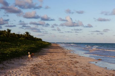 Miguel dos Milagres, Alagoas, Brezilya. Toque adında bir plaj. Fantastik manzara, berrak su ile büyük plaj. Cennet plajı, mavi gökyüzü