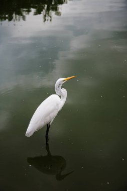 Belm par de yabani kuş yakından görünümü, mangal das garas