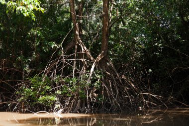 Ilha do Maraj'ın manzara görünümü
