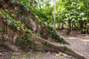 Brezilya vahşi Flora görünümü yakın