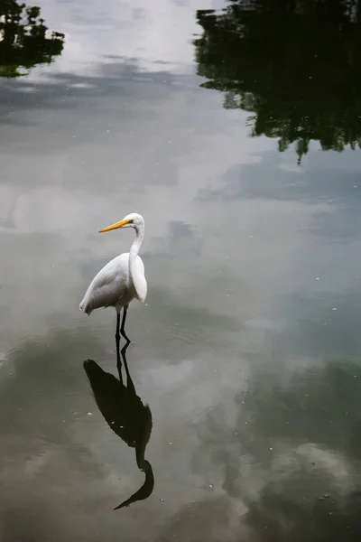 ベルムパー マンガルダスガラで野鳥のクローズアップビュー — ストック写真