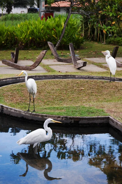 Vue Rapprochée Des Oiseaux Sauvages Belm Par Mangal Das Garas — Photo