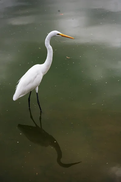 Vue Rapprochée Oiseau Sauvage Belm Par Mangal Das Garas — Photo