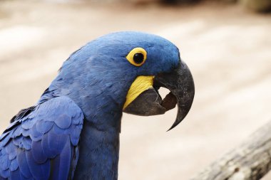 güzel vahşi papağan görünümü yakın