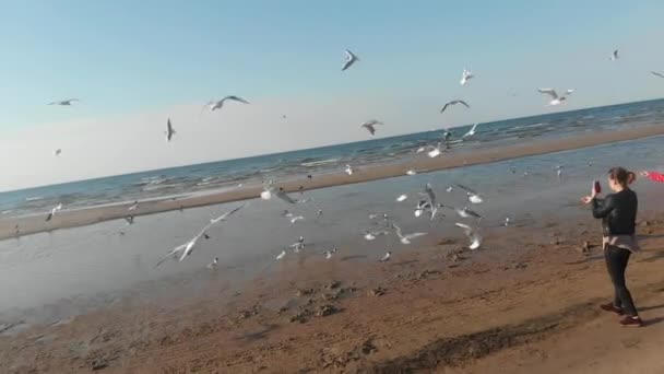 4k 天际线鸟瞰图，跟随海鸥在海滨的活动 — 图库视频影像