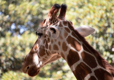 Ağaçların arka planında zürafa var. İsrail.