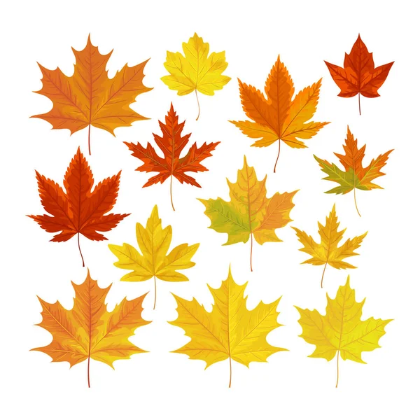 一组明亮逼真的秋叶在白色背景下被隔绝 — 图库矢量图片