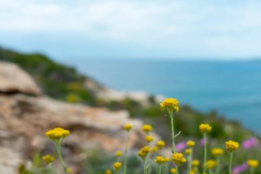 Vahşi çiçek bulanık deniz arka plan üzerinde kapat.