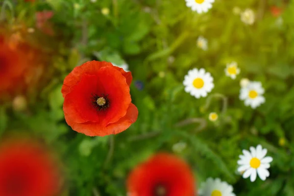 Close Poppy Flower Green Field Background Remembrance Day Symbol — Stock Photo, Image