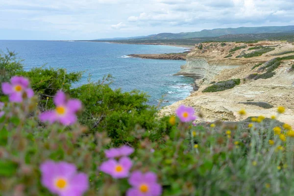 Vad Természet Seascape Homályos Virágokkal — Stock Fotó
