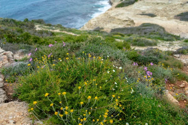 Paesaggio con fiori selvatici ed erbe aromatiche — Foto Stock