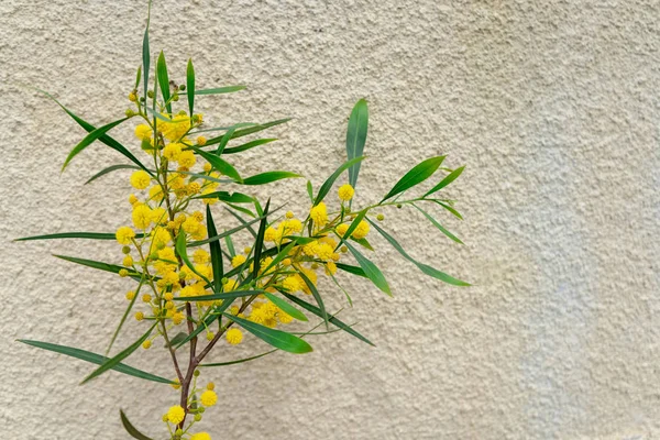 Mimose Blume auf einer Wand Hintergrund — Stockfoto