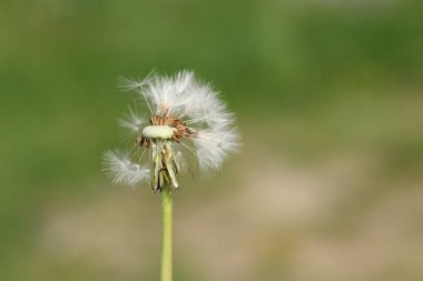 Karahindiba beyaz ve kabarık çiçek