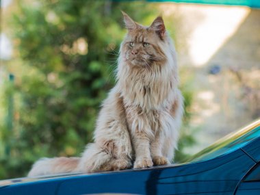 yeşil gözlü ev güzel kedi