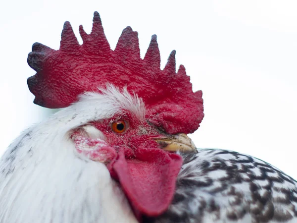 Házi készítésű gyönyörű kakas, piros fésű — Stock Fotó