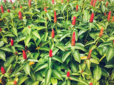 Bahçede yetişen galangal çiçek grubu