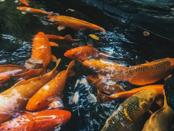 Orange Koi fish or Fancy carp fish swimming in the pond