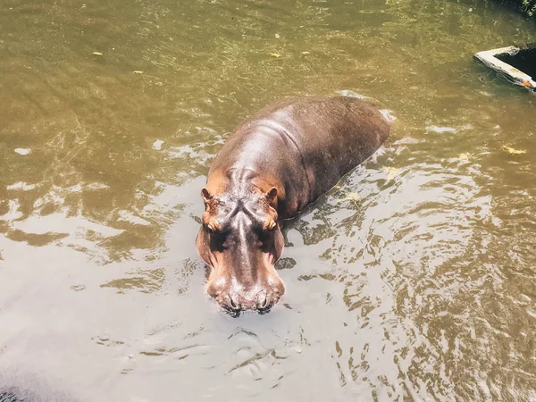 Hippopotamus Water African Hippopotamus Hippopotamus Amphibius Capensis Animal Water — Stock Photo, Image