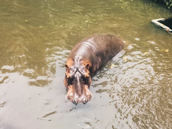 Hippopotamus Vattnet Afrikansk Flodhäst Hippopotamus Amphibius Capensis Djur Vatten — Stockfoto