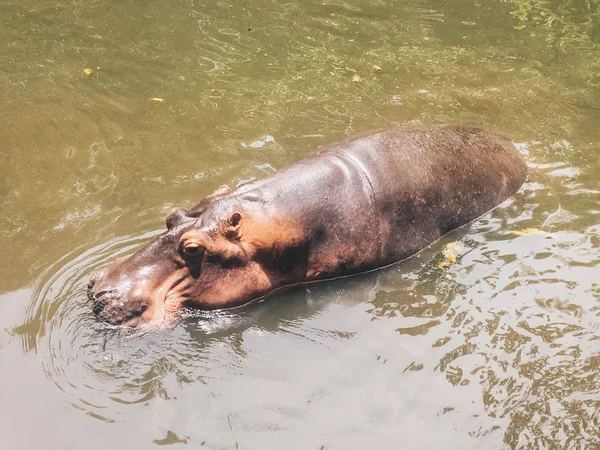 水中のカバアフリカのカバ カバの両生類カペデンシス 水中の動物 — ストック写真