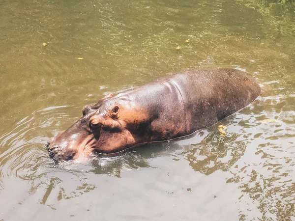 水中のカバアフリカのカバ カバの両生類カペデンシス 水中の動物 — ストック写真