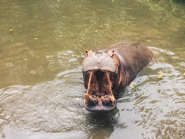 Hippopotamus Med Öppna Nospartiet Eller Munnen Vattnet Afrikansk Flodhäst Hippopotamus — Stockfoto