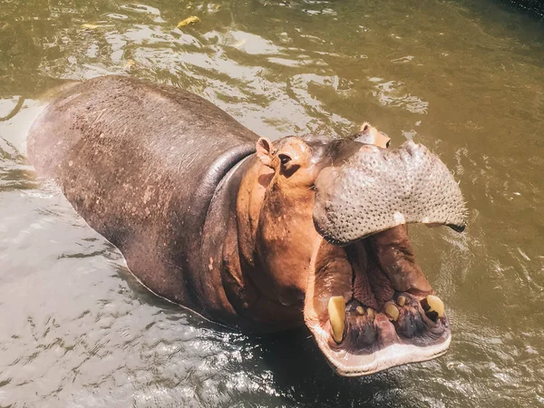 Hippopotamus with open muzzle or mouth in the water. African Hippopotamus, Hippopotamus amphibius capensis, animal in water