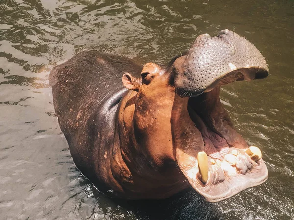 Hipopótamo Con Bozal Abierto Boca Agua Hippopotamus Africano Hippopotamus Amphibius — Foto de Stock