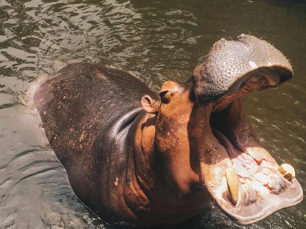 Hippopotamus Med Öppna Nospartiet Eller Munnen Vattnet Afrikansk Flodhäst Hippopotamus — Stockfoto