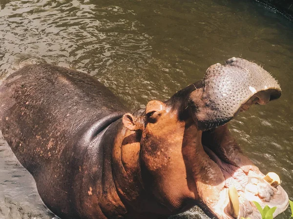 Hippopotamus with open muzzle or mouth in the water. African Hippopotamus, Hippopotamus amphibius capensis, animal in water