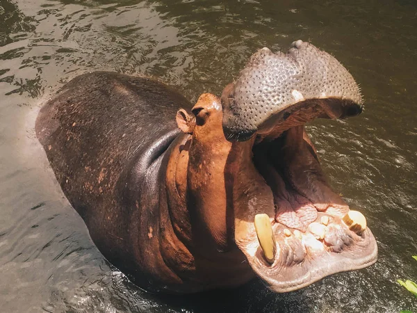 Hippopotamus with open muzzle or mouth in the water. African Hippopotamus, Hippopotamus amphibius capensis, animal in water