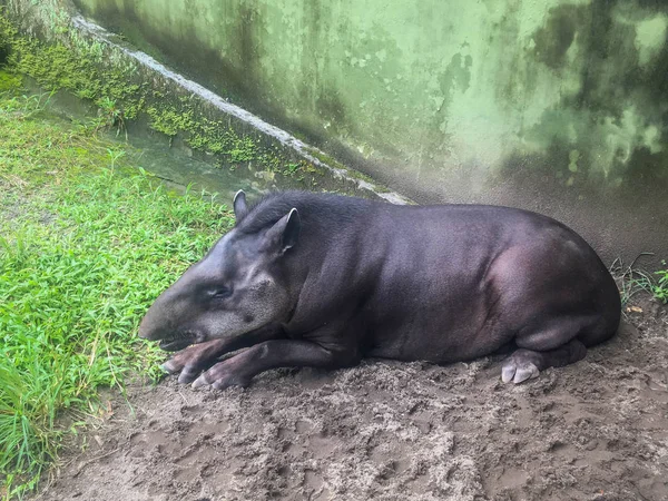 South American tapir (Tapirus terrestris), also known as the Brazilian tapir. Rare animal in captivity. — Stock Image South American Tapir Tapirus Terrestris Also Known Brazilian Tapir Rare Stock Image