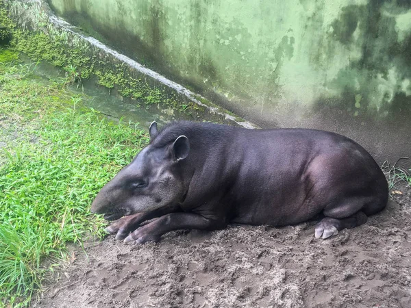 South American tapir (Tapirus terrestris), also known as the Brazilian tapir. Rare animal in captivity. — Stock Image South American Tapir Tapirus Terrestris Also Known Brazilian Tapir Rare Stock Image